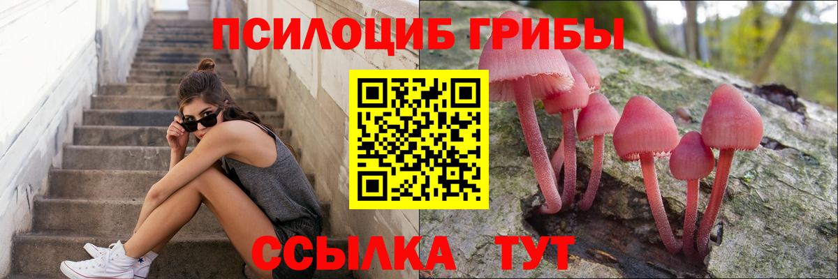 Псилоцибиновые грибы мицелий Горно-Алтайск